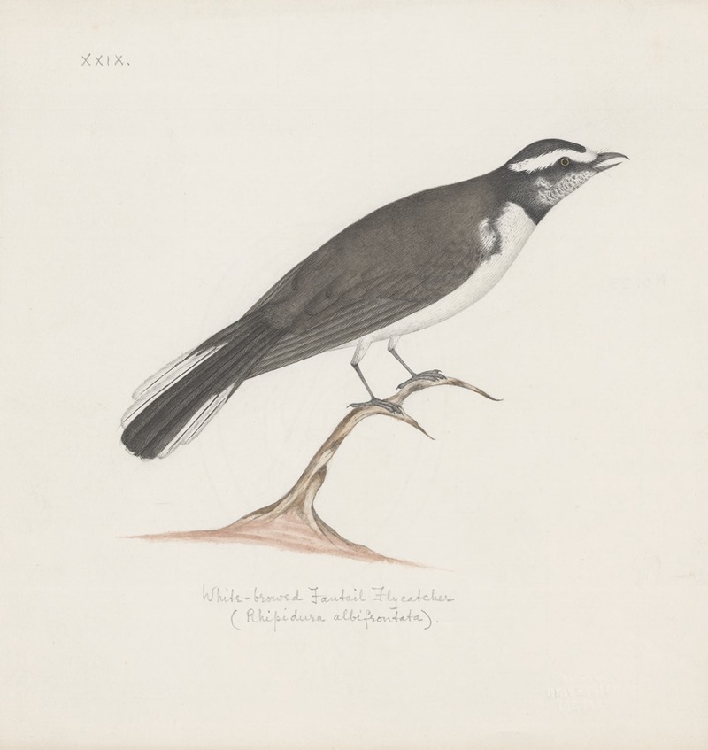 Anonymous - Indian birds Pl.29