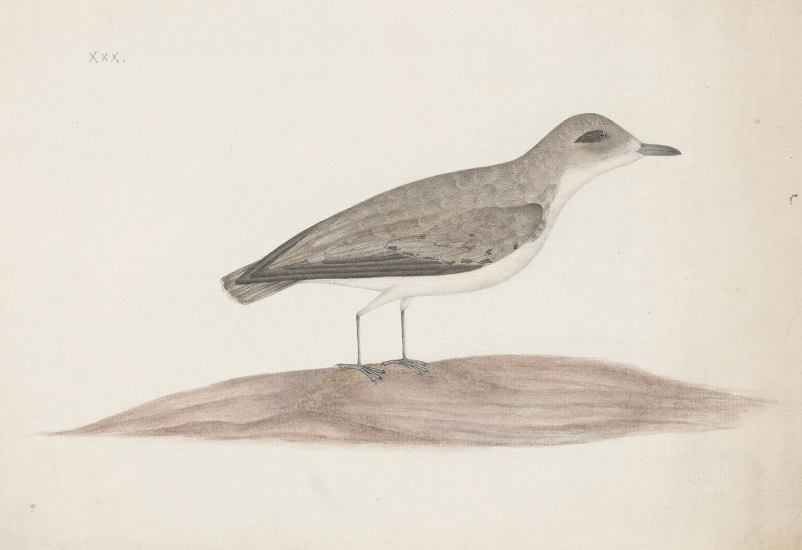 Anonymous - Indian birds Pl.30