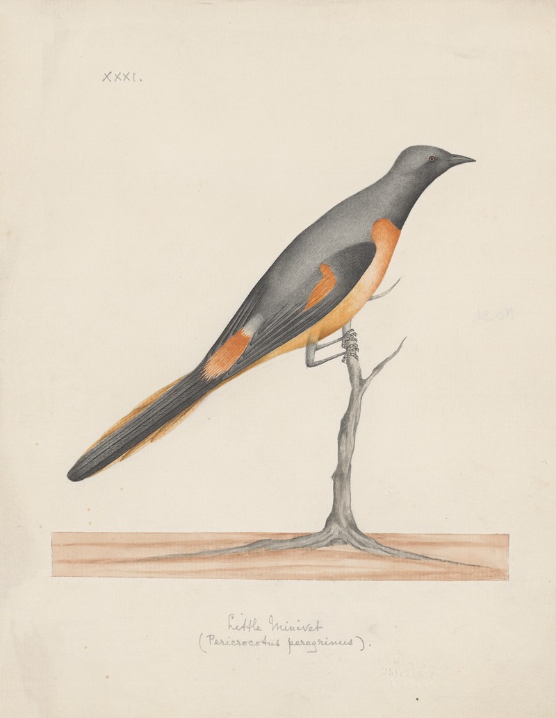 Anonymous - Indian birds Pl.31