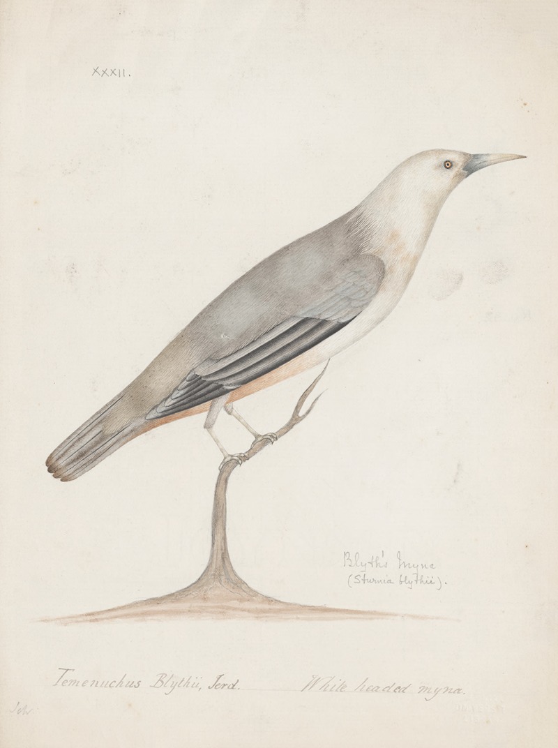 Anonymous - Indian birds Pl.32