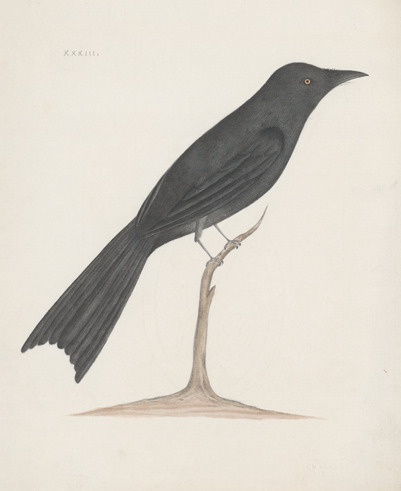 Anonymous - Indian birds Pl.33