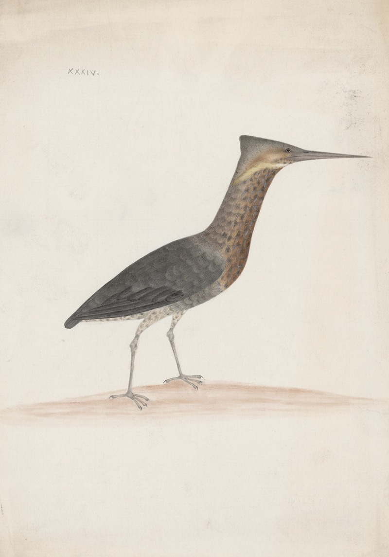 Anonymous - Indian birds Pl.34