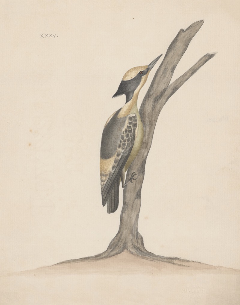 Anonymous - Indian birds Pl.35