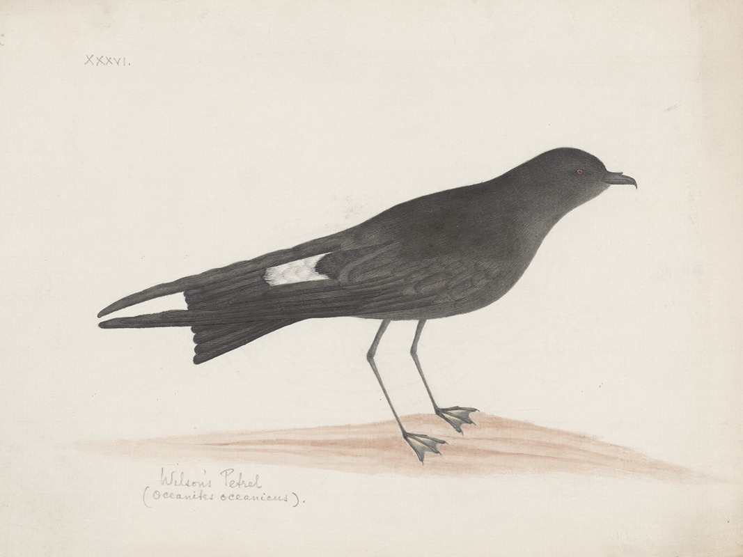 Anonymous - Indian birds Pl.36