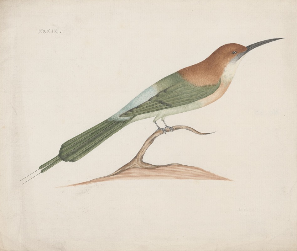 Anonymous - Indian birds Pl.39