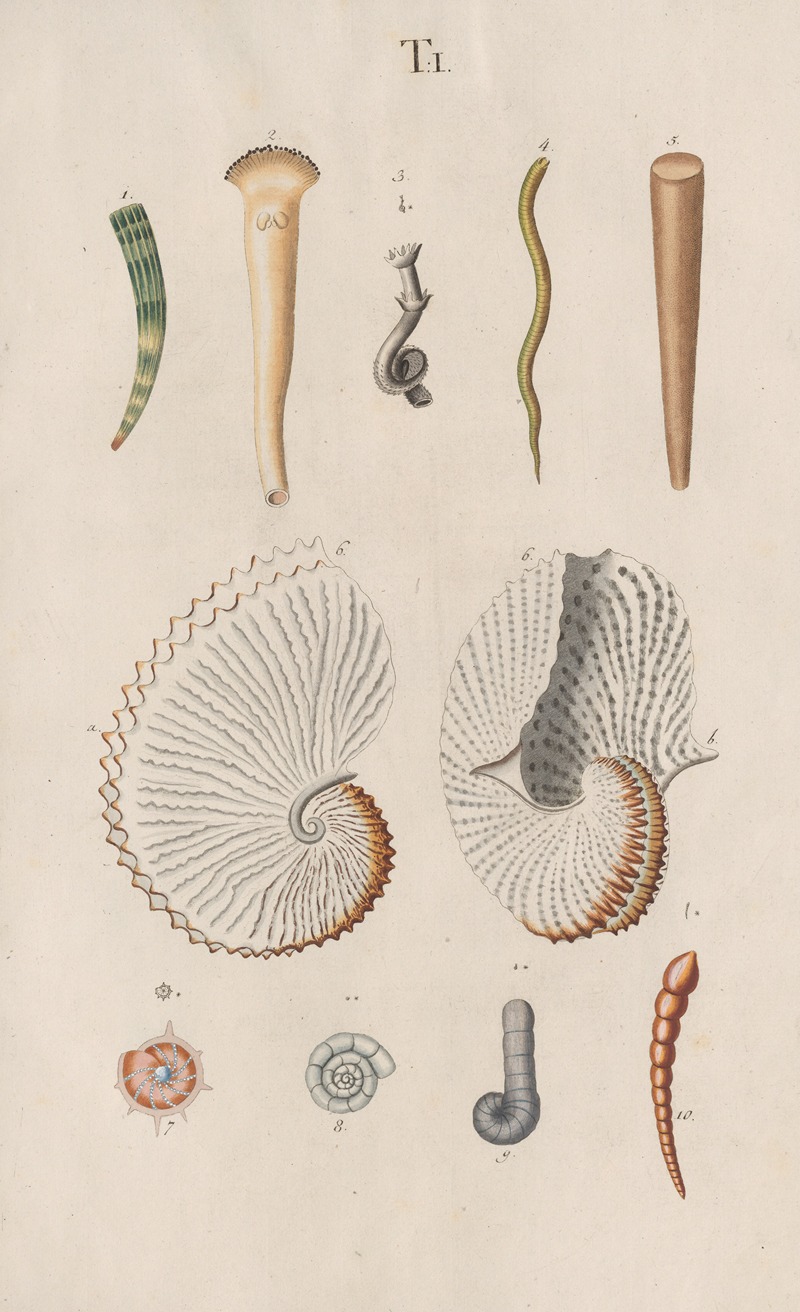 Johann Nepomuk Spalowsky - Prodromus in systema historicum testaceorum Pl.01