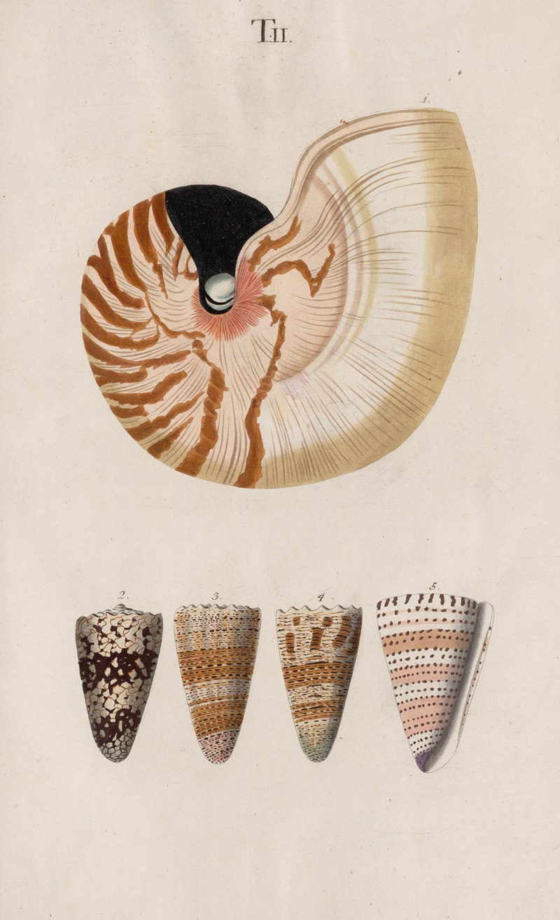 Johann Nepomuk Spalowsky - Prodromus in systema historicum testaceorum Pl.02