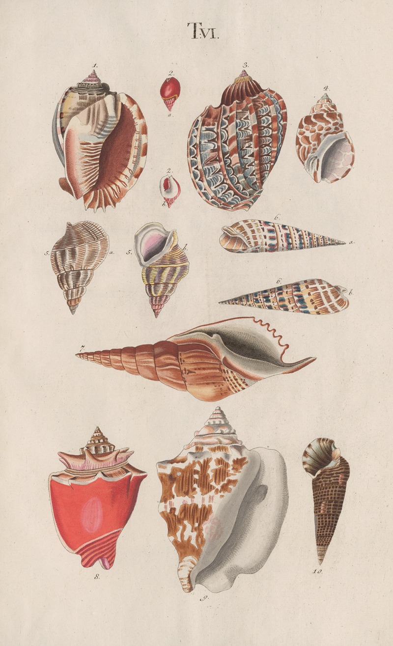 Johann Nepomuk Spalowsky - Prodromus in systema historicum testaceorum Pl.06