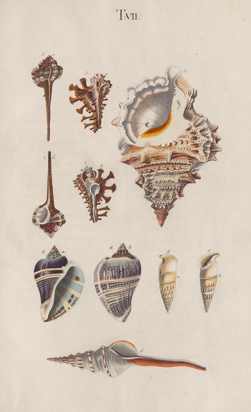 Johann Nepomuk Spalowsky - Prodromus in systema historicum testaceorum Pl.07