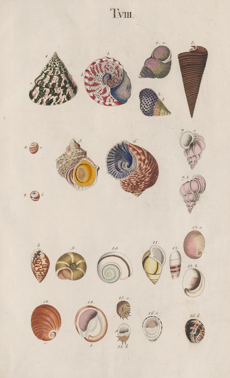 Johann Nepomuk Spalowsky - Prodromus in systema historicum testaceorum Pl.08