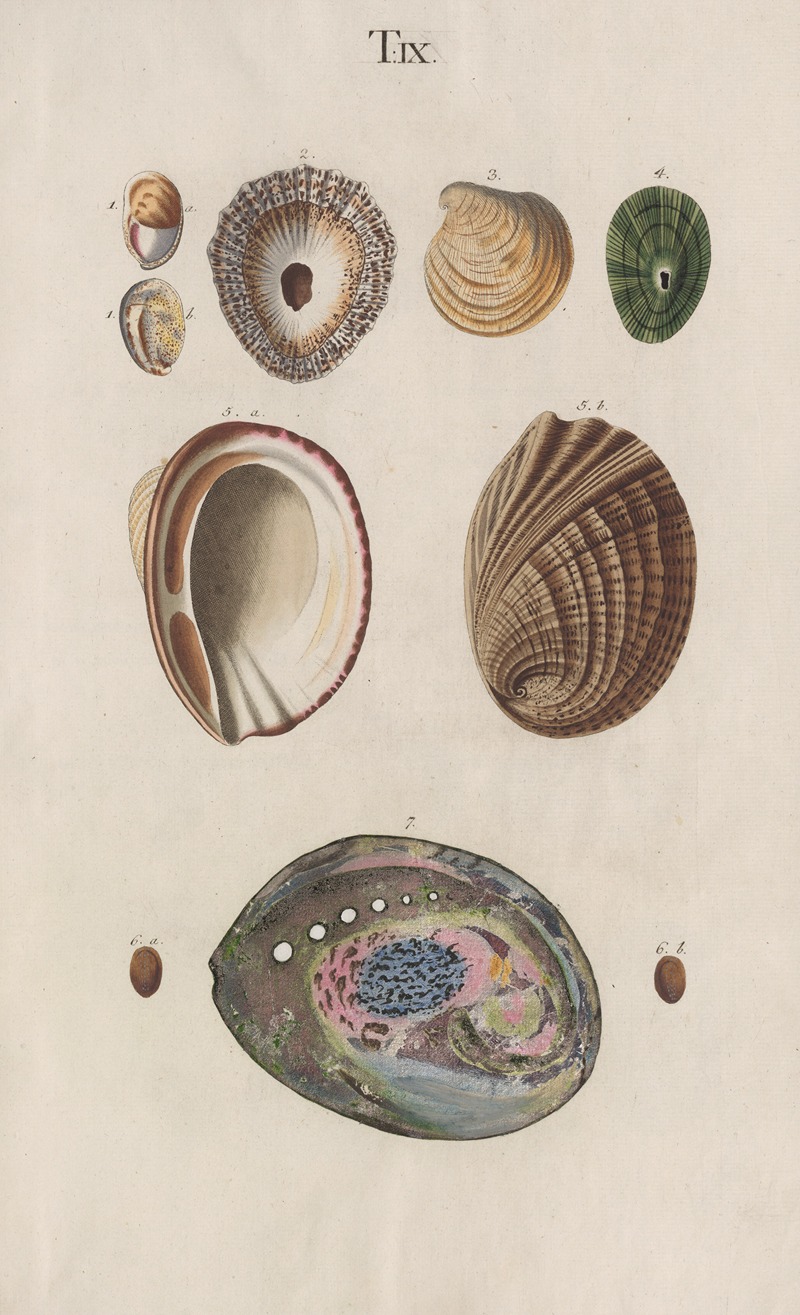 Johann Nepomuk Spalowsky - Prodromus in systema historicum testaceorum Pl.09