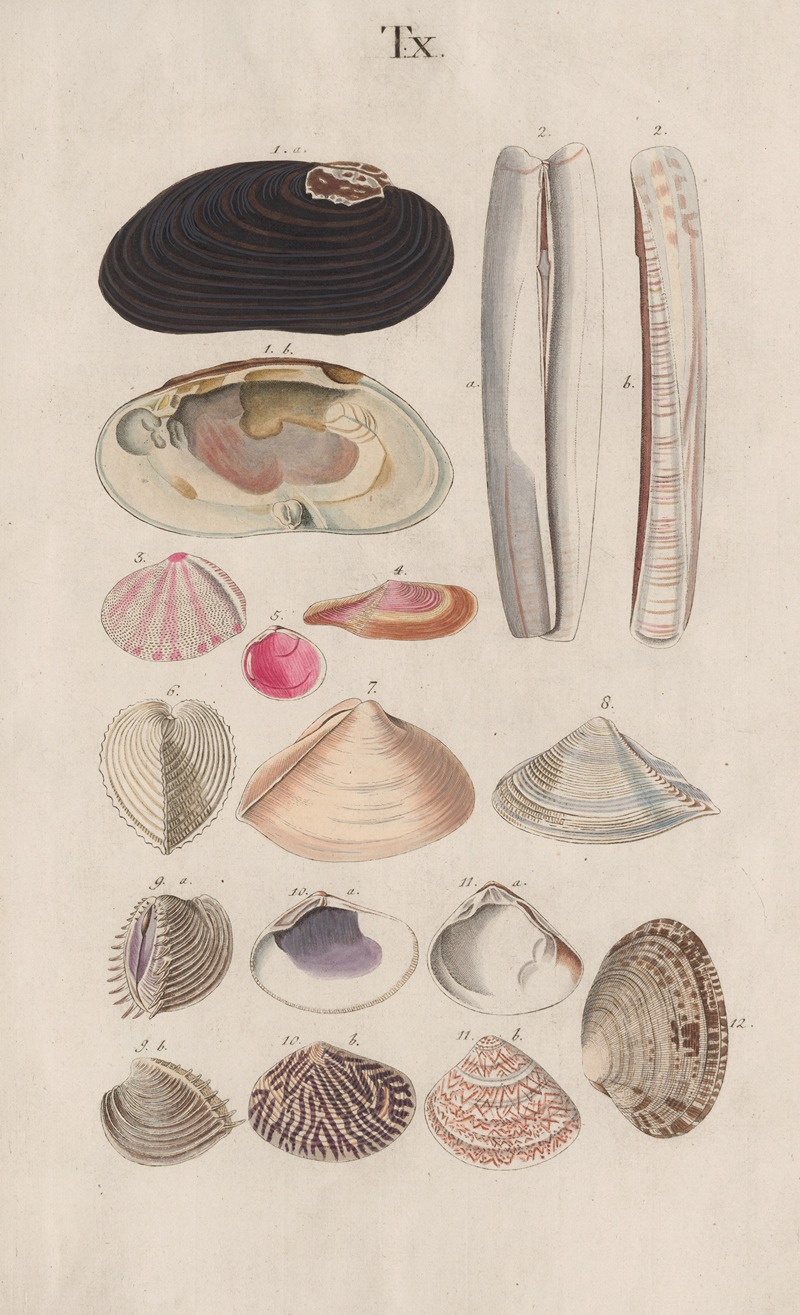 Johann Nepomuk Spalowsky - Prodromus in systema historicum testaceorum Pl.10