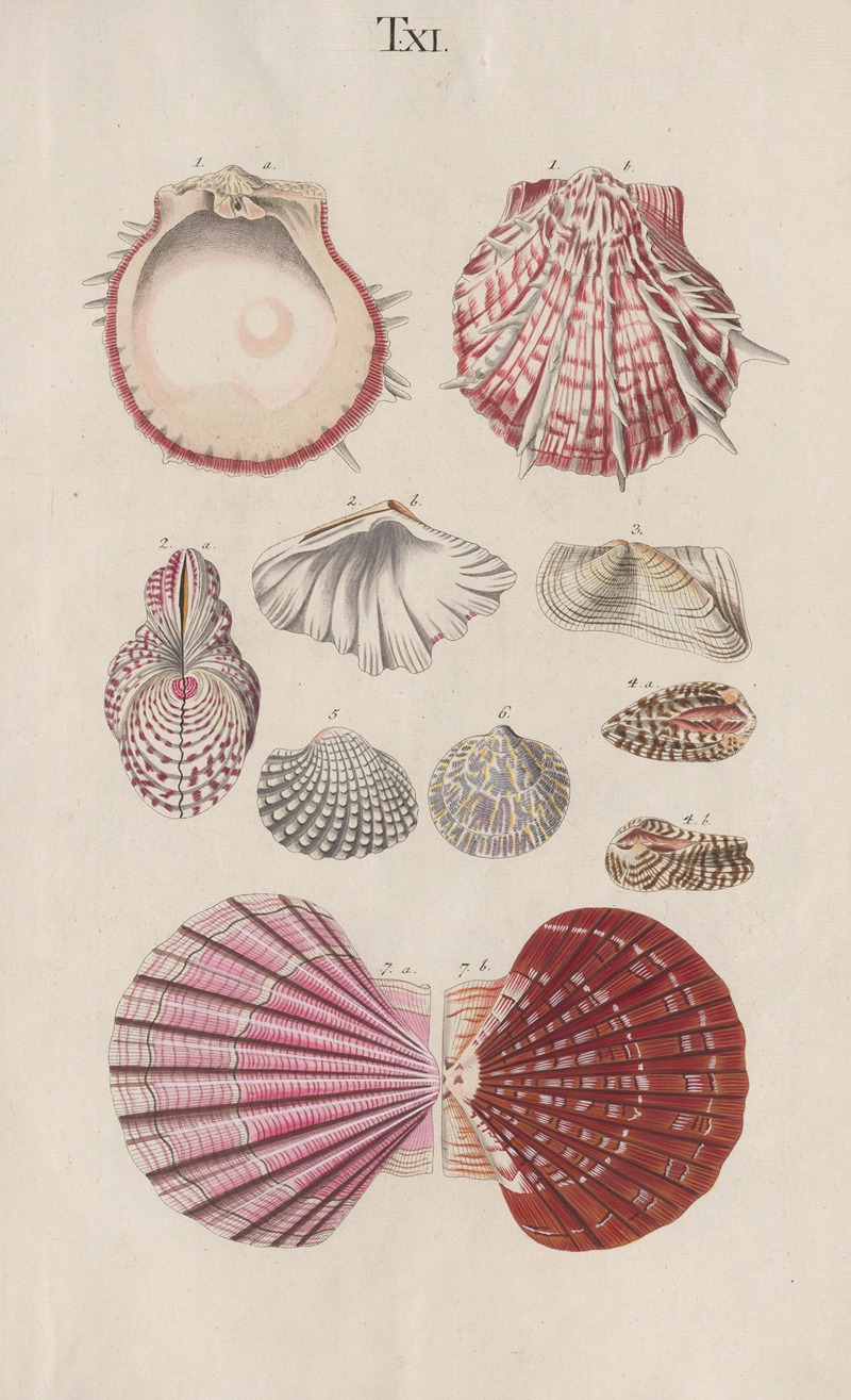 Johann Nepomuk Spalowsky - Prodromus in systema historicum testaceorum Pl.11