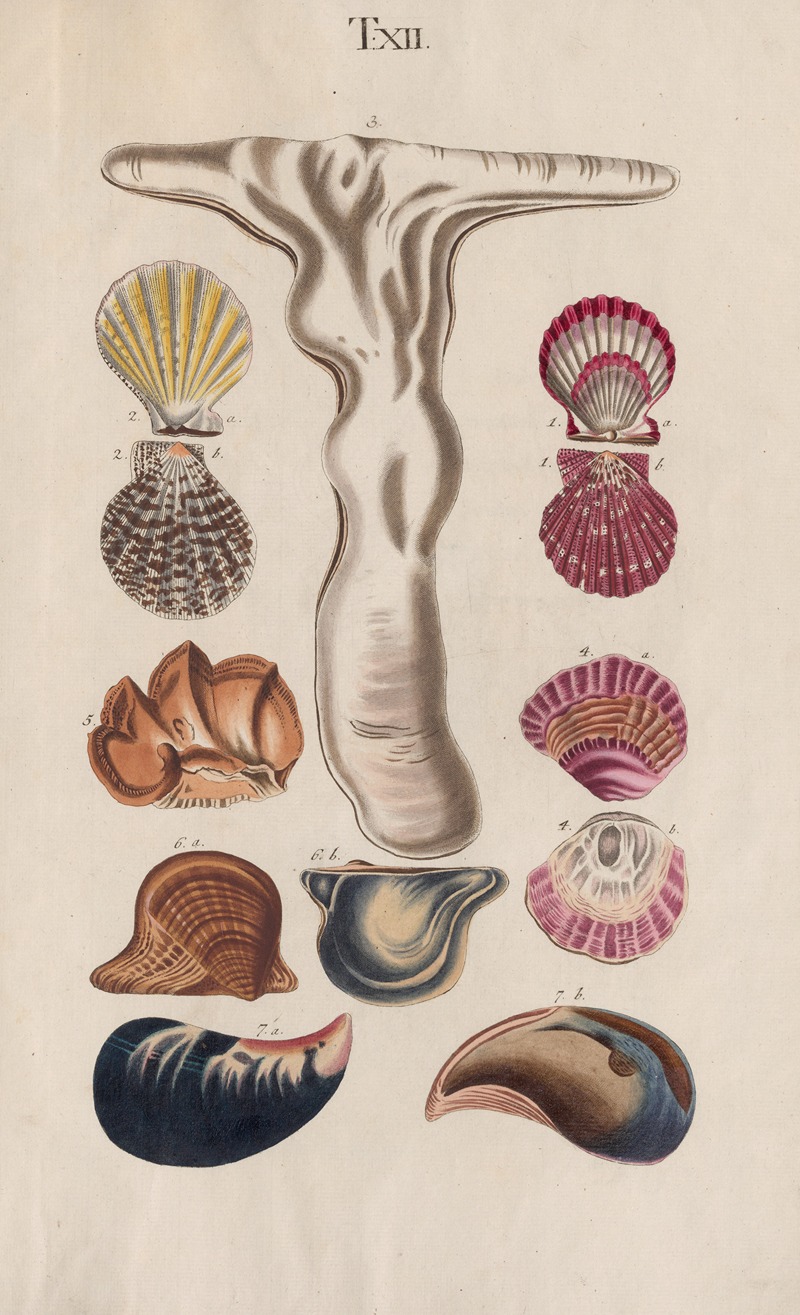 Johann Nepomuk Spalowsky - Prodromus in systema historicum testaceorum Pl.12