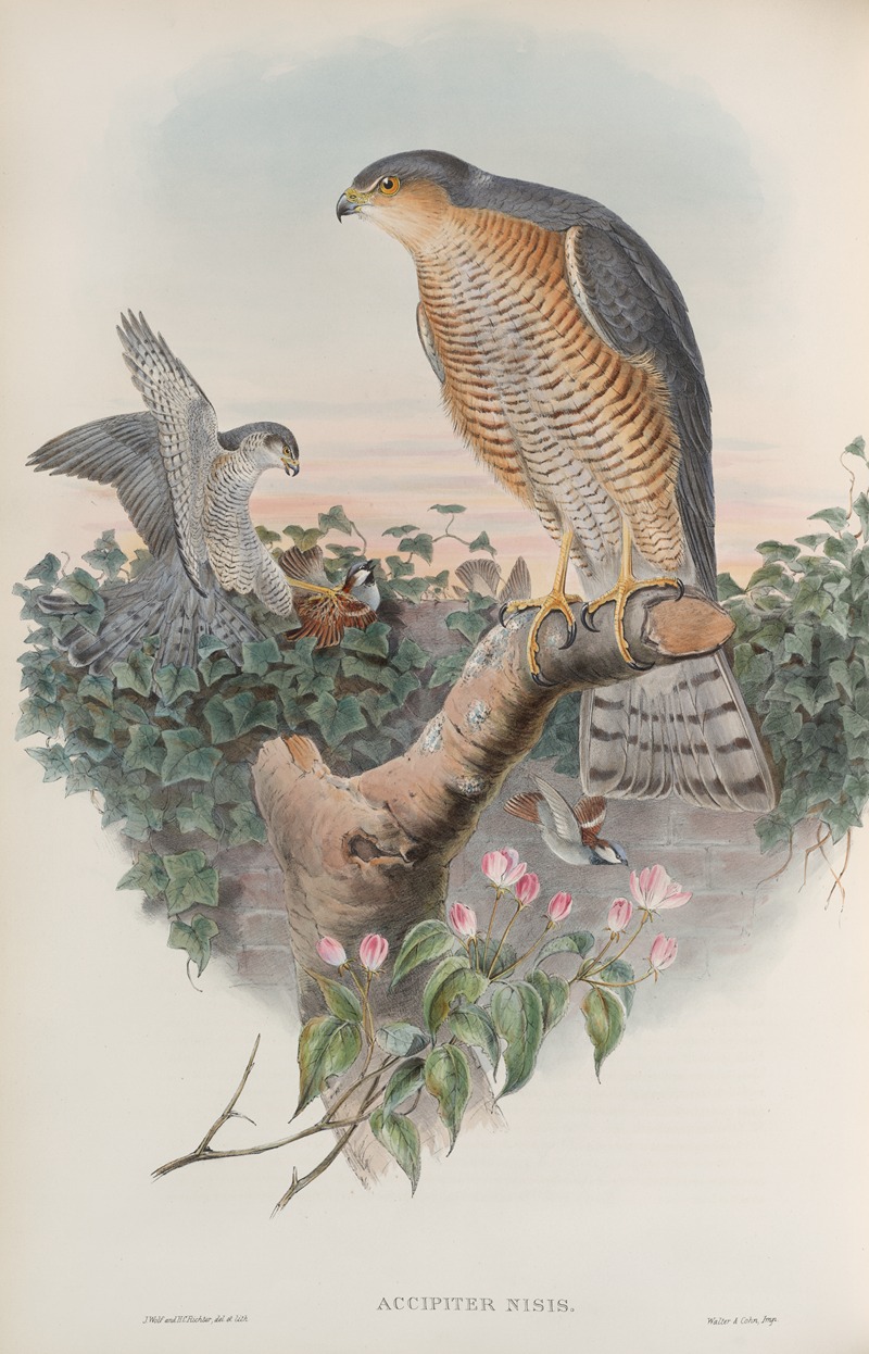 John Gould - Accipiter nisis. Sparrow-Hawk.