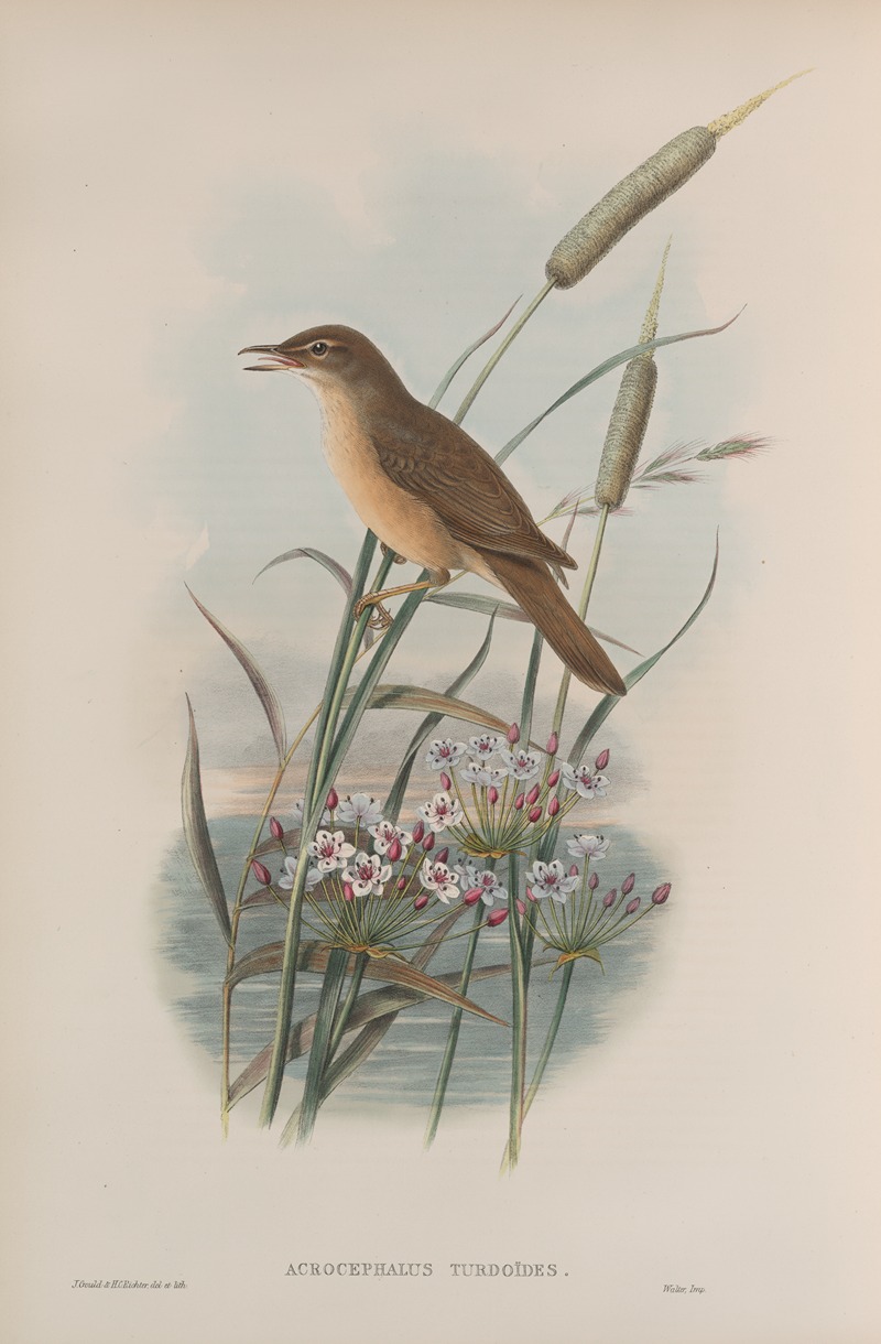 John Gould - Acrocephalus turdoïdes. Thrush-Warbler.
