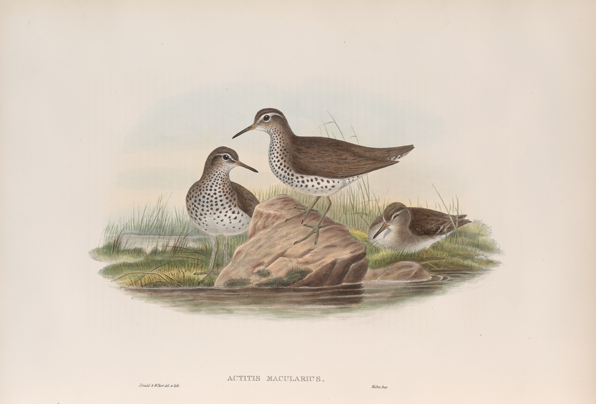 John Gould - Actitis macularius. Spotted Sandpiper.