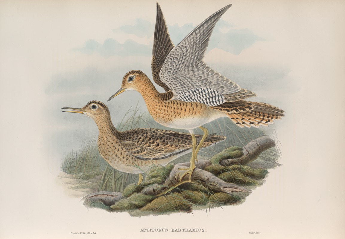 John Gould - Actiturus Bartramius. Bartram’s Sandpiper.