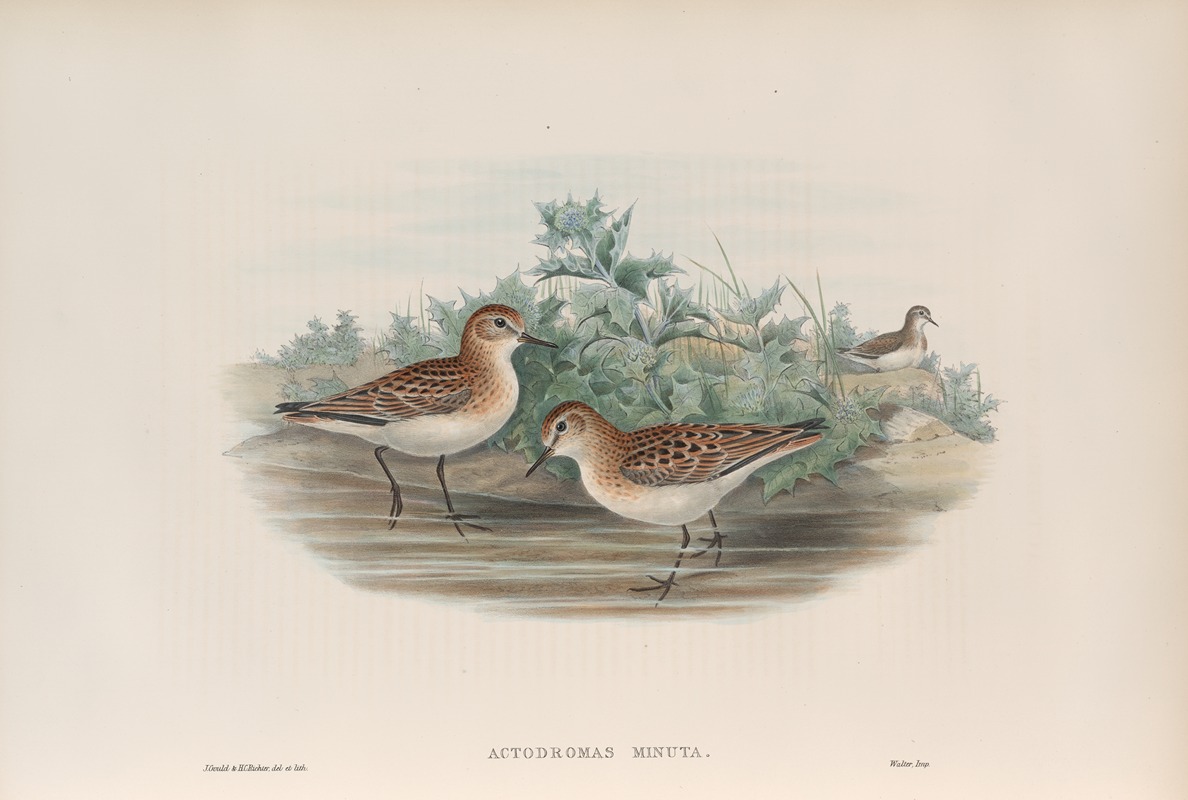 John Gould - Actodromas minuta. Little Stint.