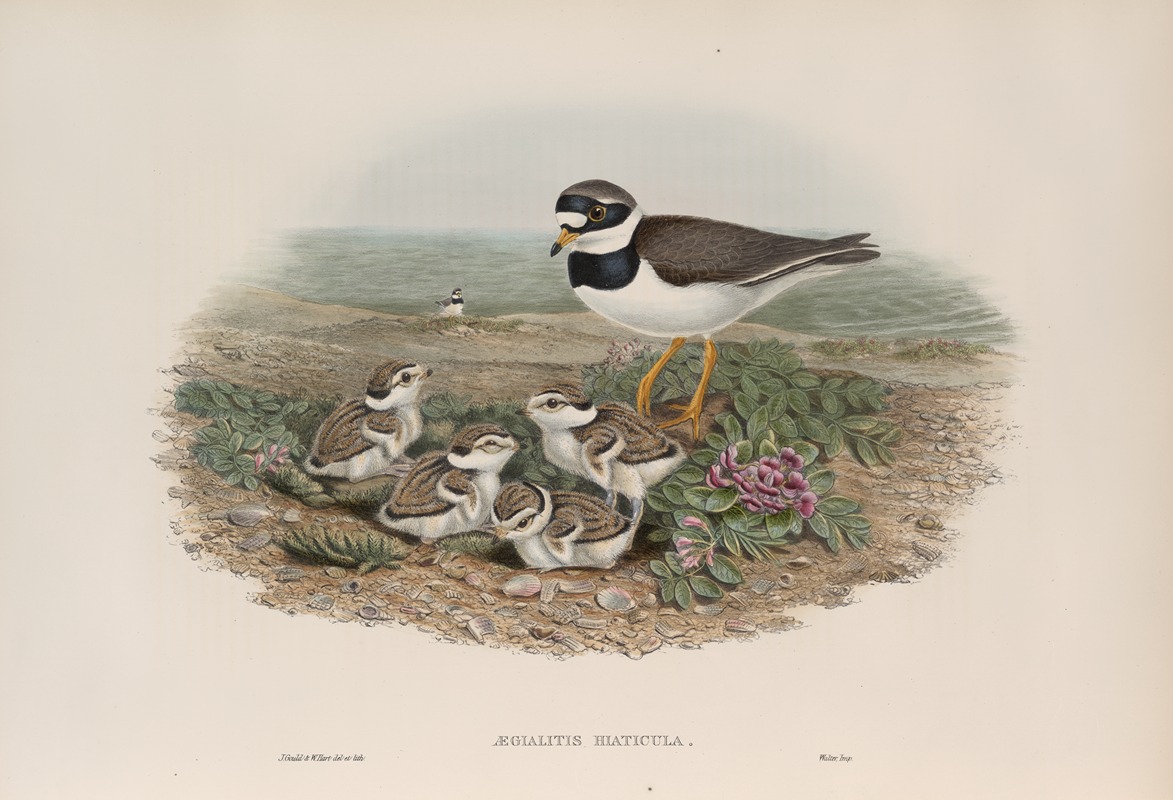 John Gould - Ægialitis hiaticula. Ringed Plover.