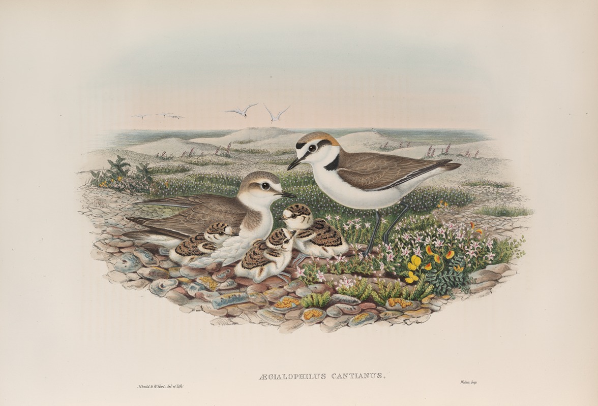John Gould - Ægialophilus cantianus. Kentish Plover.