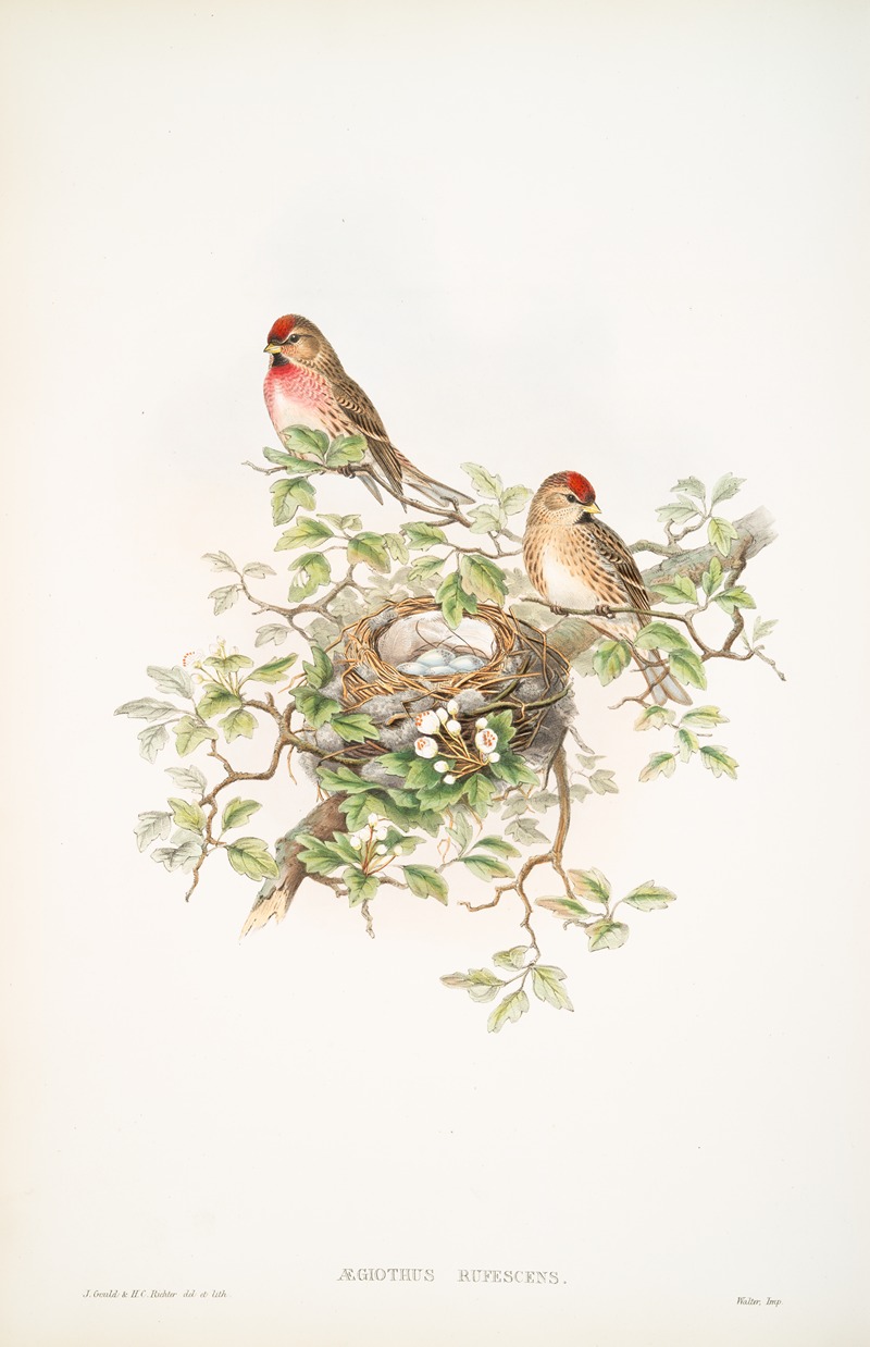 John Gould - Ægiothus rufescens. Lesser Redpole.