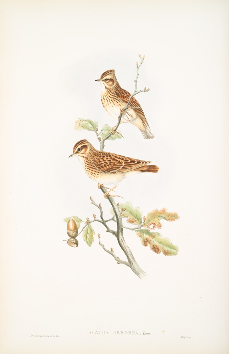 John Gould - Alauda arborea. Wood-Lark.