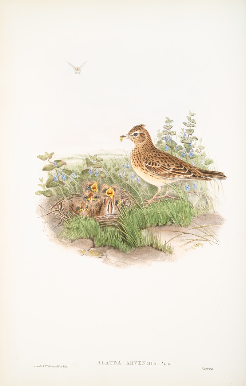 John Gould - Alauda arvensis. Sky-Lark.