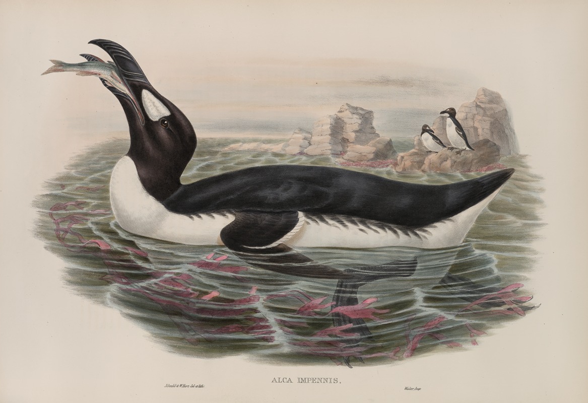 John Gould - Alca impennis. Great Auk.