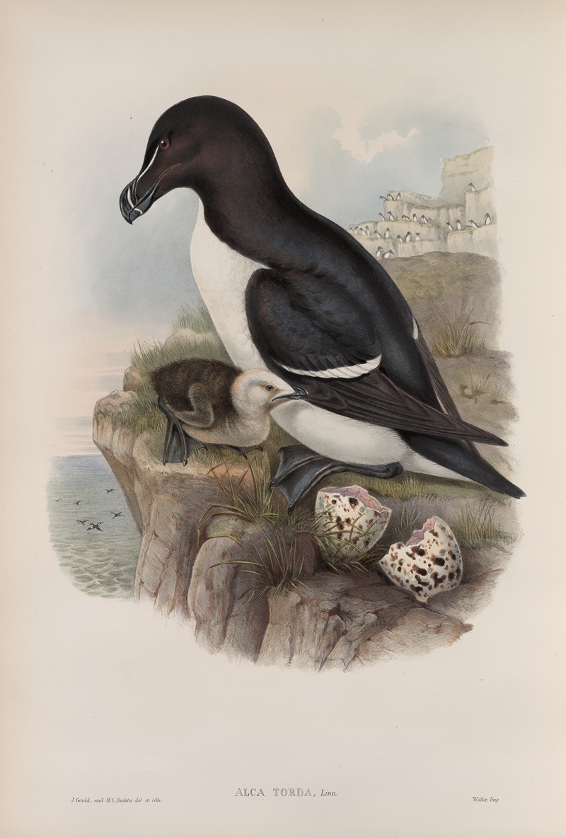 John Gould - Alca torda. Razorbill.