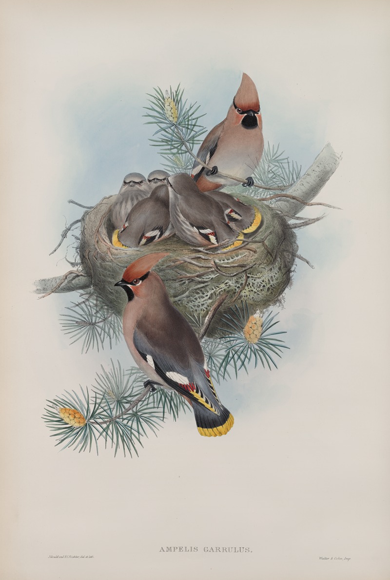 John Gould - Ampelis garullus. Waxsen Chatterer.