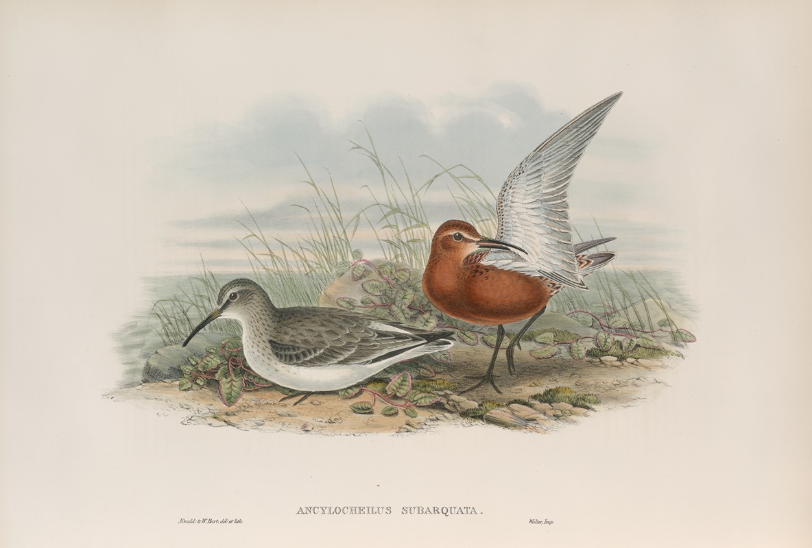 John Gould - Ancylocheilus subarquata. Curlew Sandpiper.