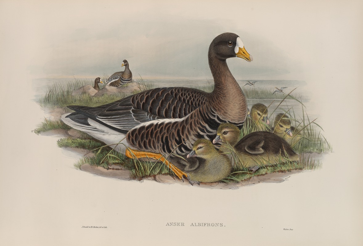 John Gould - Anser albifrons