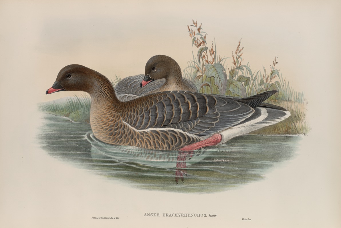 John Gould - Anser brachyrhynchus