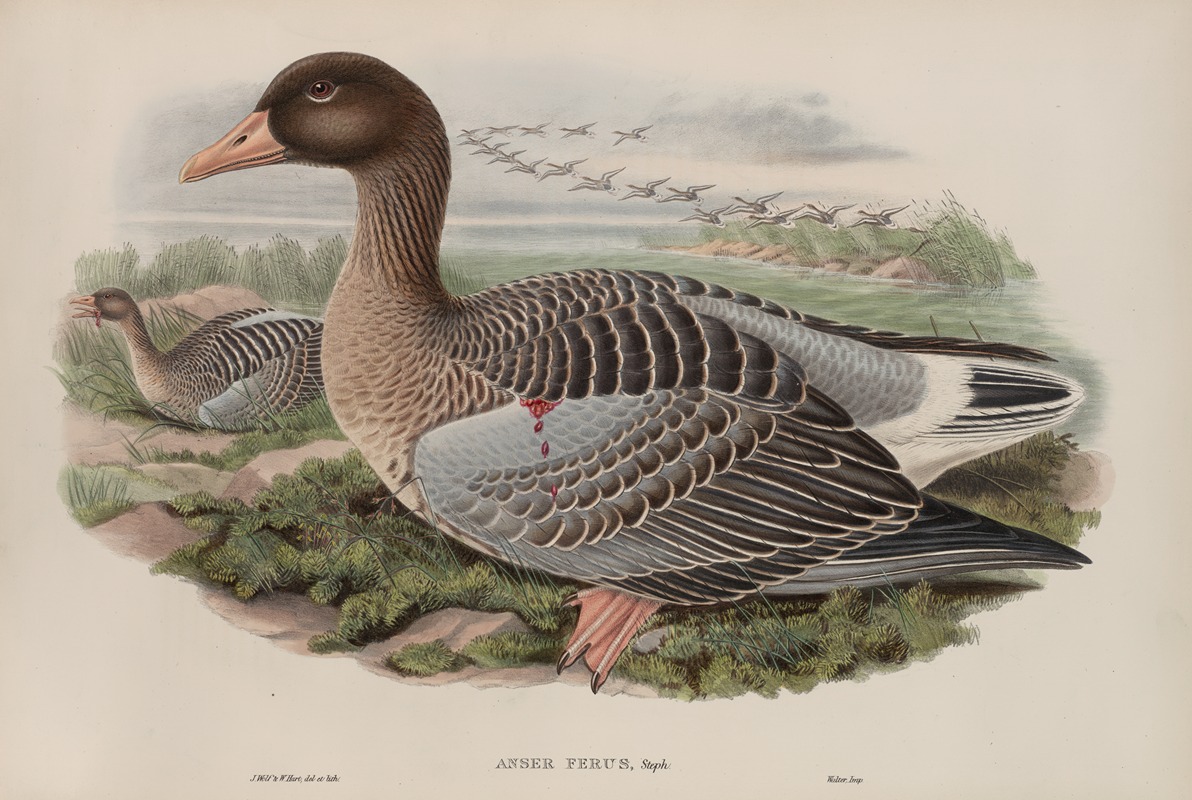 John Gould - Anser ferus.