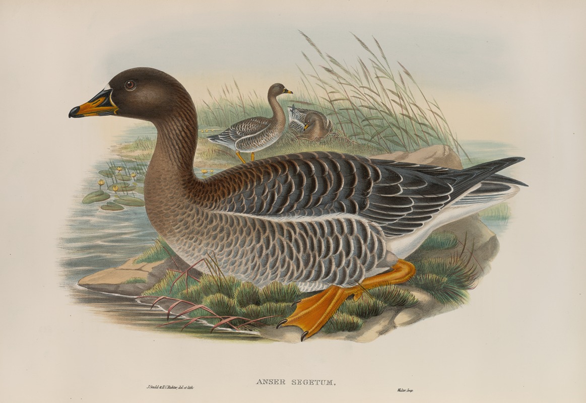 John Gould - Anser segetum