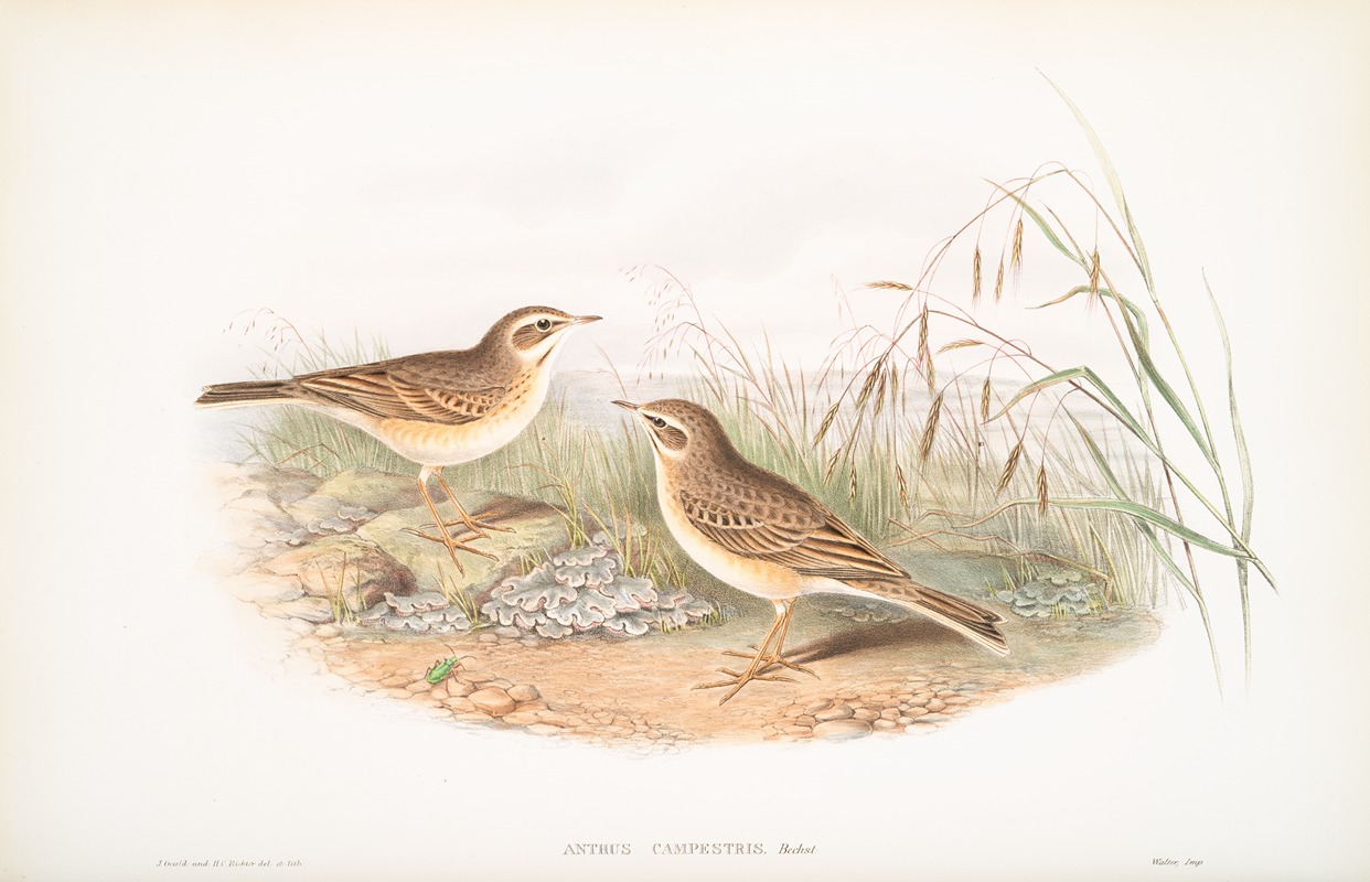 John Gould - Anthus campestris. Tawny Pipit.