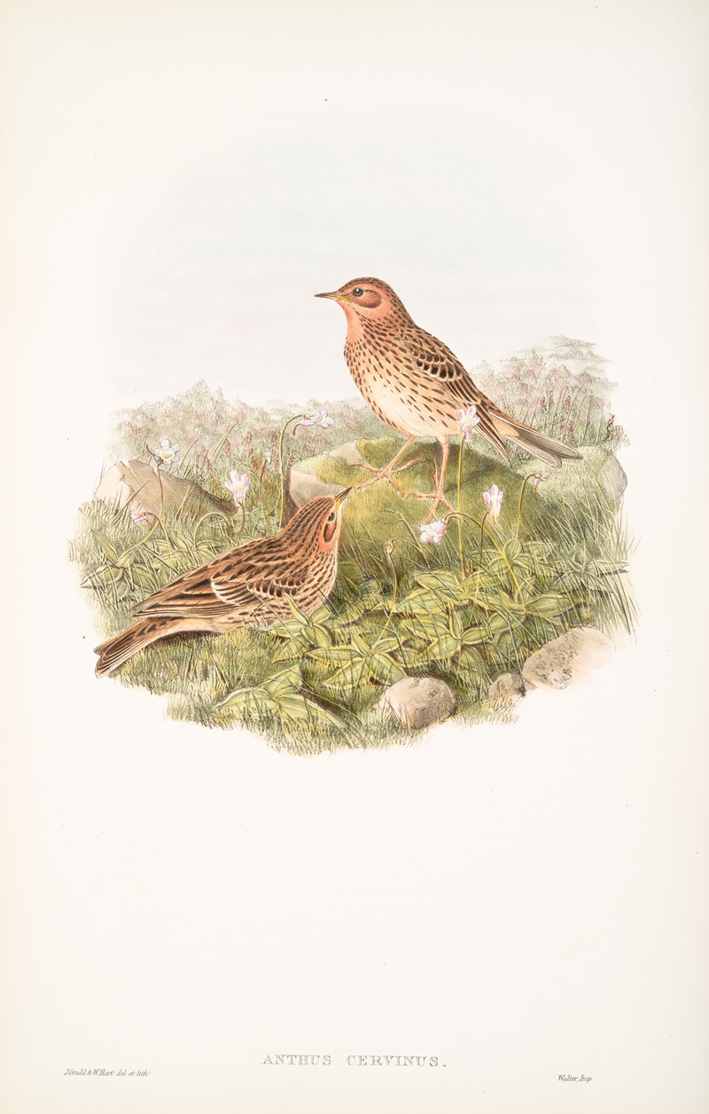 John Gould - Anthus cervinus. Red-throated Pipit.