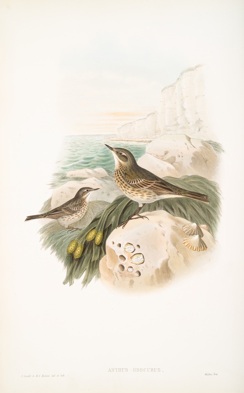John Gould - Anthus obscurus. Rock-Pipit.