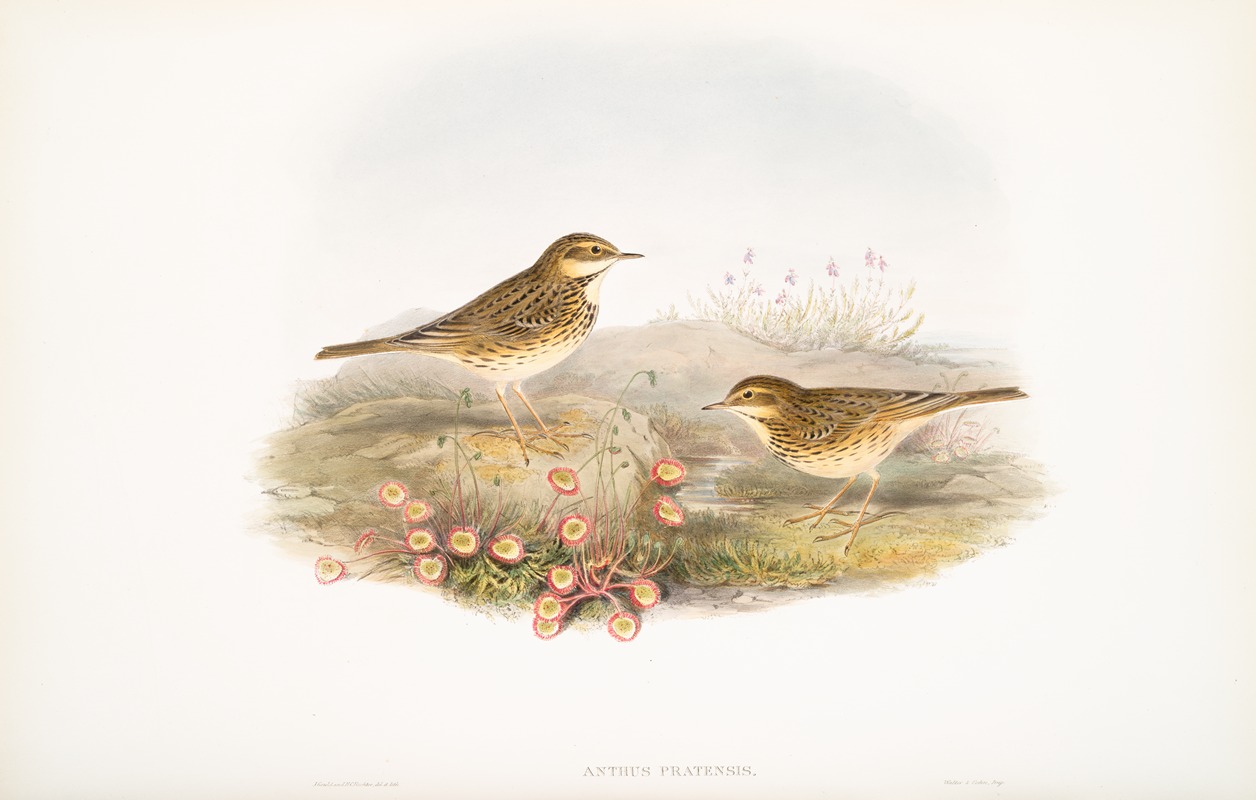 John Gould - Anthus pratensis. Meadow-Pipit, or Titlark.