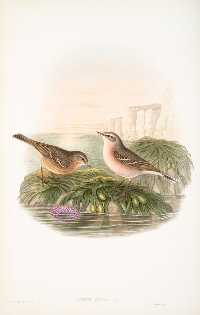 John Gould - Anthus spinoletta. Vinous Pipit.