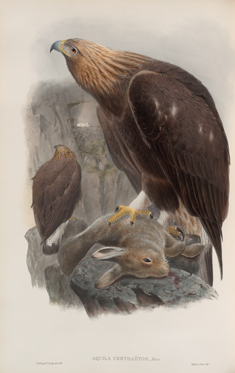 John Gould - Aquila chrysaëtos. Golden Eagle.