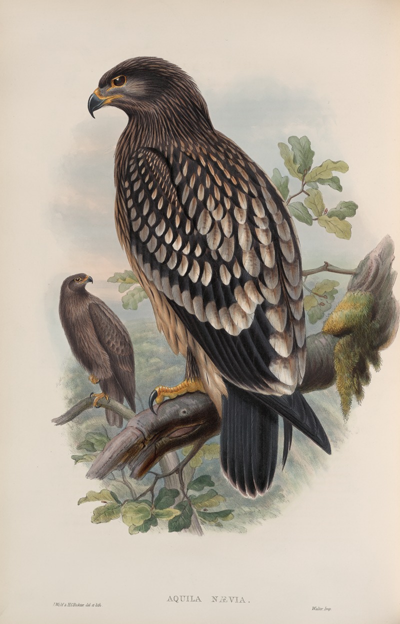 John Gould - Aquila nævia. Spotted Eagle.
