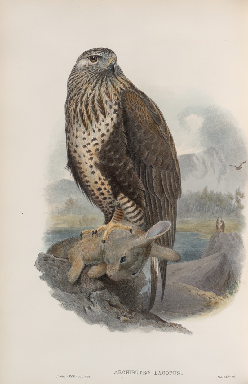 John Gould - Archibuteo lagopus. Rough-legged Buzzard
