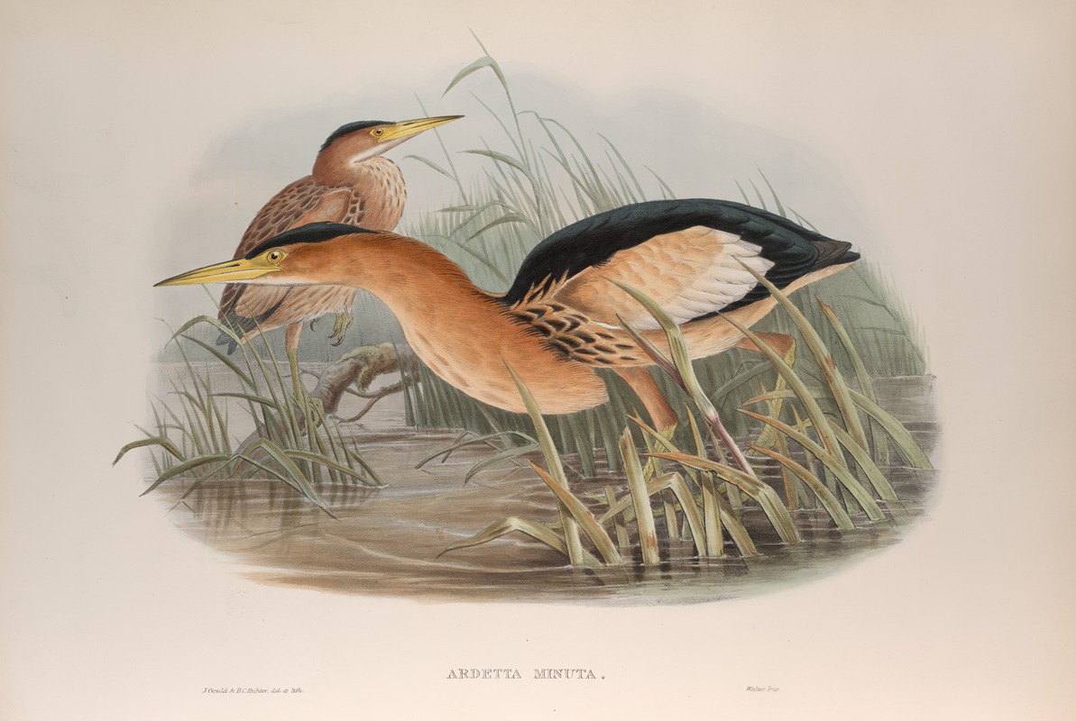 John Gould - Ardetta minuta. Little Bittern.