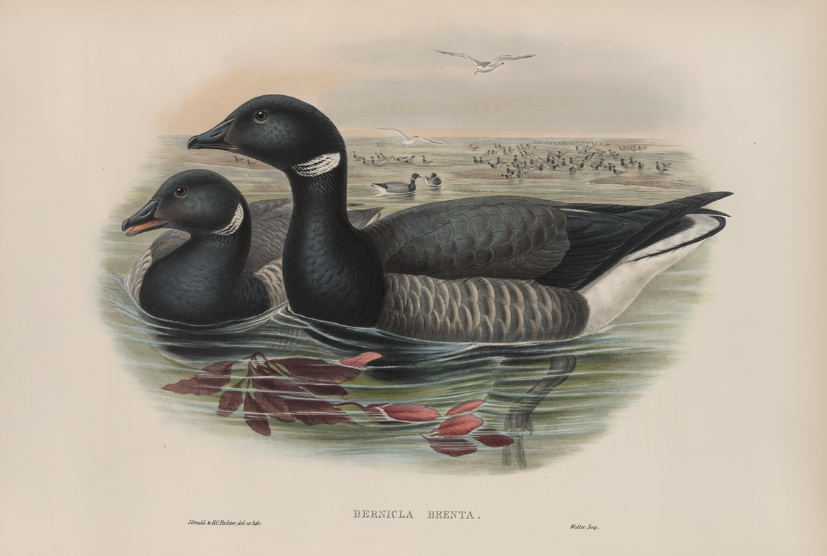 John Gould - Bernicla brenta. Brent Goose