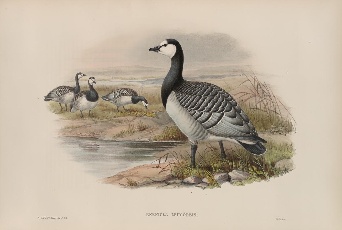 John Gould - Bernicla leucopsis