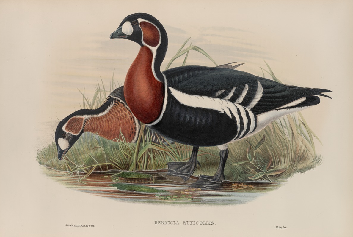 John Gould - Bernicla ruficollis. Red-breasted Goose