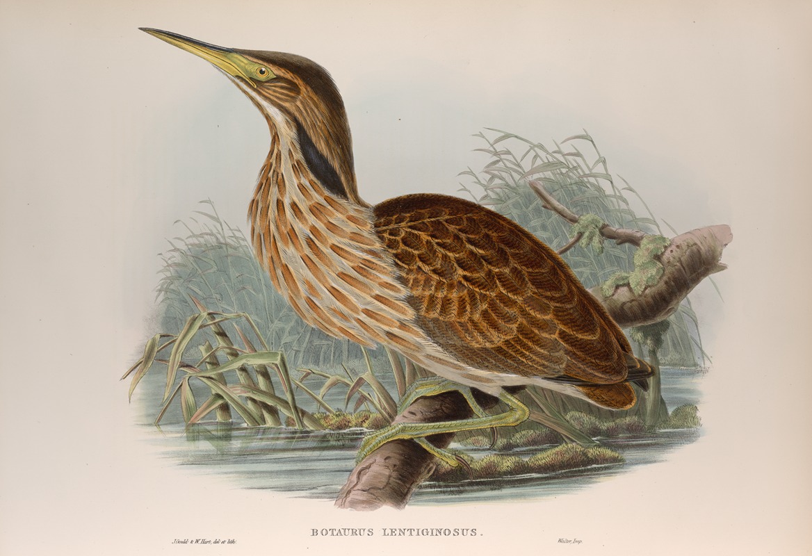 John Gould - Botaurus lentiginosus. American Bittern.