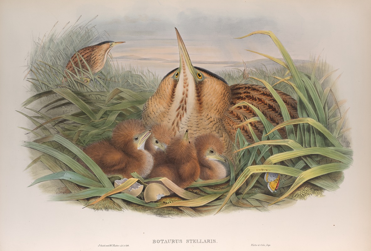 John Gould - Botaurus stellaris. Bittern.